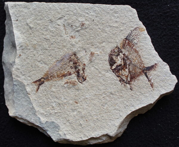 Aipichthys 57R - Image 2