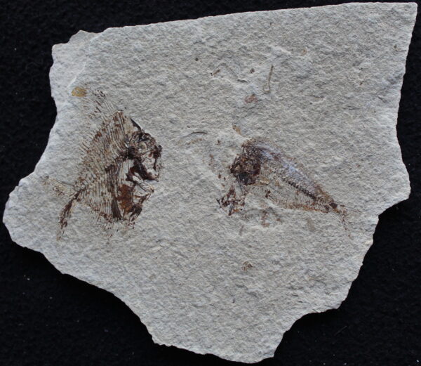 Aipichthys 57R - Image 4