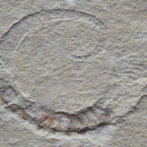 Allocrioceras - Heteromorphic Ammonite