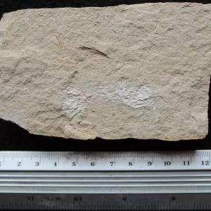 Corazzatocarcinus hadjoulae 01S