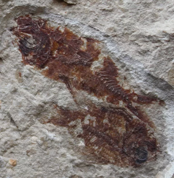 Aipichthys 20B - Image 3