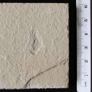 Decapod Phyllosoma 02R
