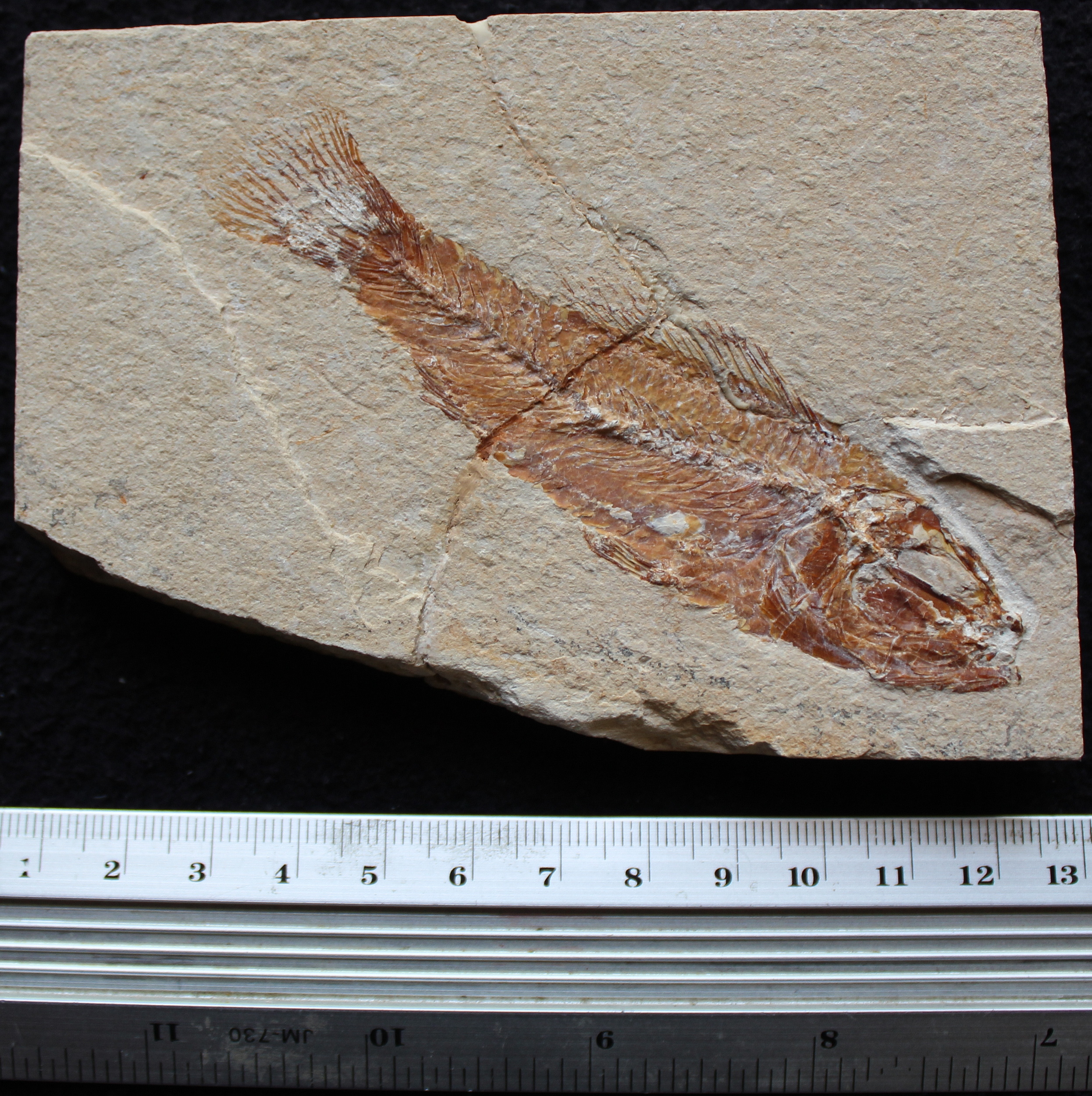 Pateroperca libanica 12R