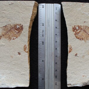 Diplomystus birdi 11B