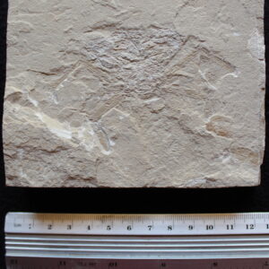 Corazzatocarcinus hadjoulae 04R