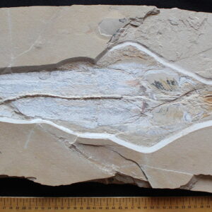 Libanopritis hiram 39