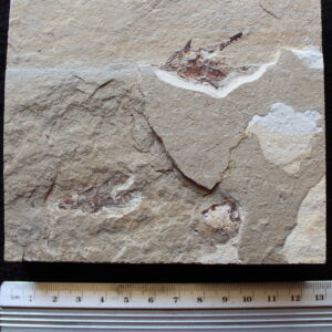 Pankowskichthys libanicus 06B