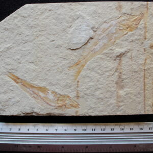 Sedenhorstia dayi 24R