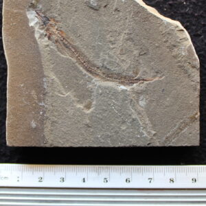 Charitopsis spinosus 19