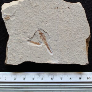 Charitopsis spinosus 20