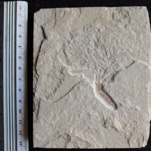 Corazzatocarcinus hadjoulae 05R