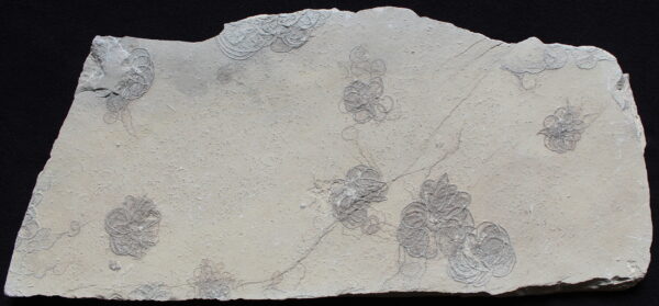 Crinoids 19 - Image 2