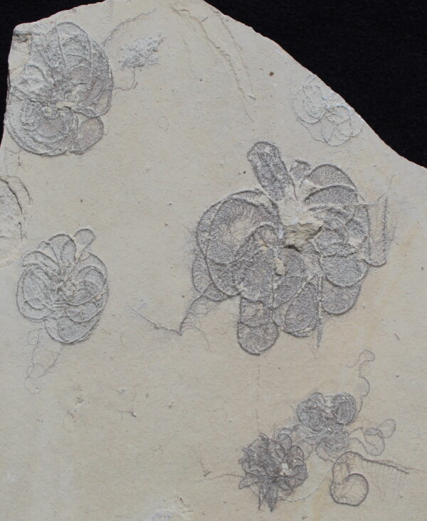 Crinoids 29 - Image 6