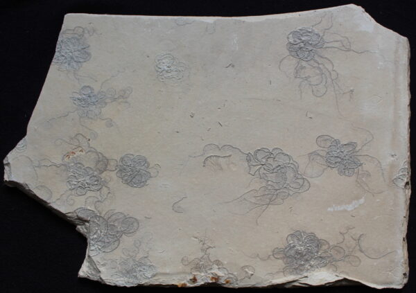 Crinoids 31 - Image 2