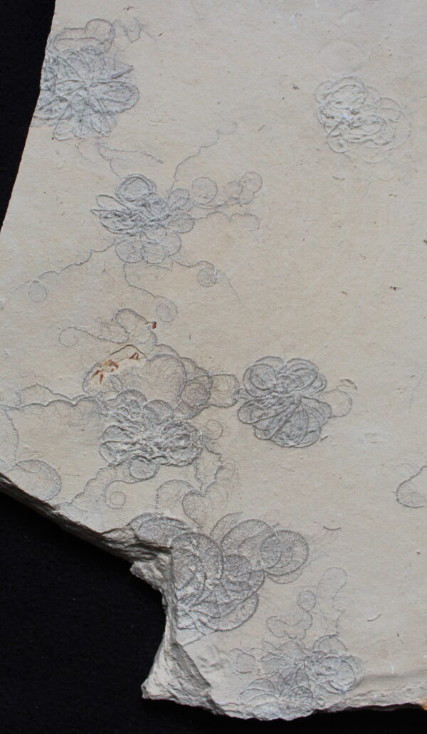 Crinoids 31 - Image 3