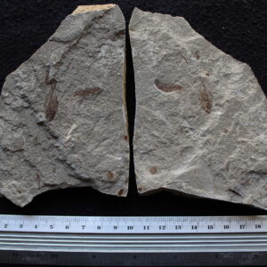 Diplomystus birdi 14