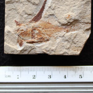 Pankowskichthys libanicus 04