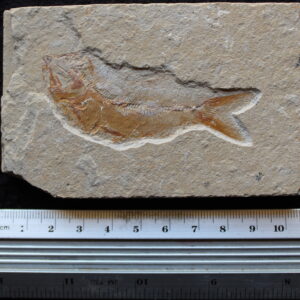 Sedenhorstia dayi 25R