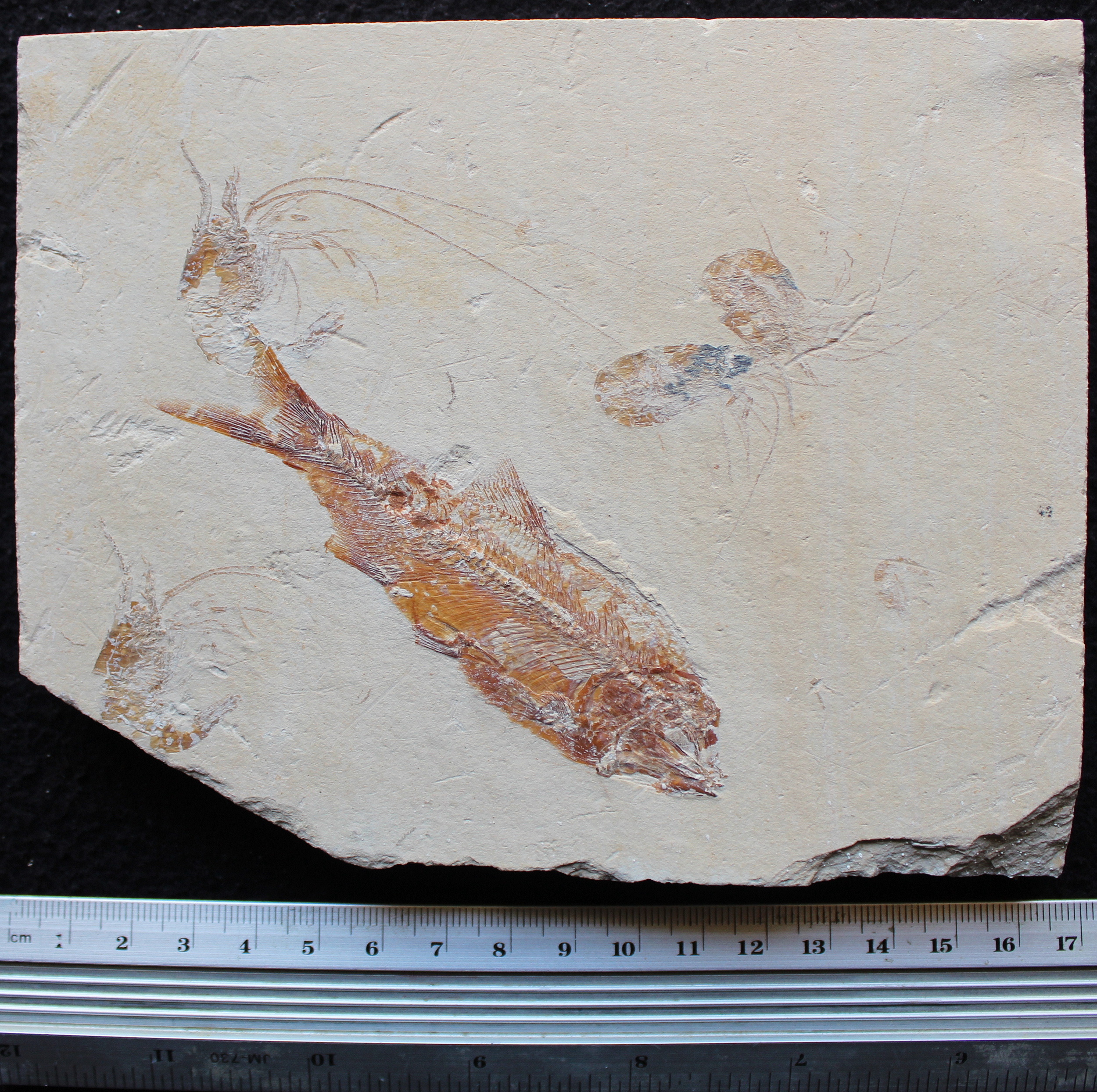 Sedenhorstia dayi 26R