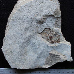 Unprepared 01 - Armigatus