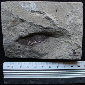 Unprepared 04 - Pseudoberyx