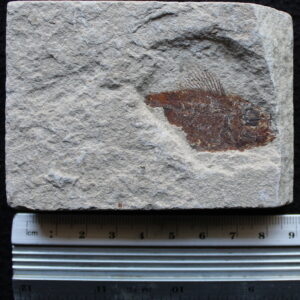 Unprepared 05 - Pseudoberyx