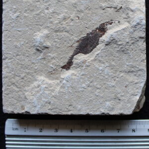 Unprepared 06 - Primigatus