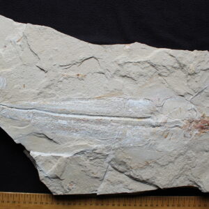 Libanopritis hiram 34