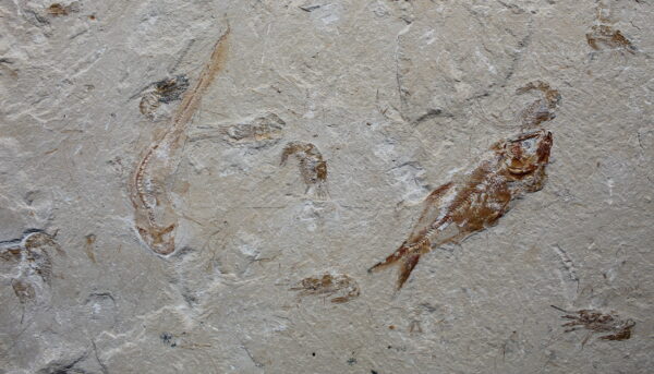 Shark 56 - Image 3
