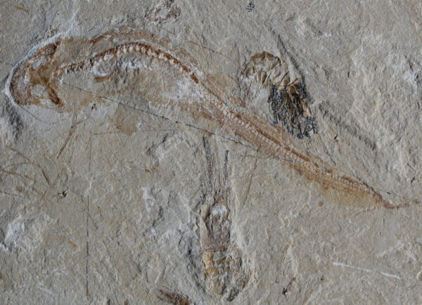 Shark 56 - Image 4