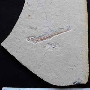 Aphanepygus dorsalis 02