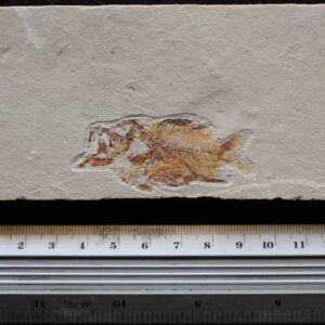 Stichocentrus liratus 05B