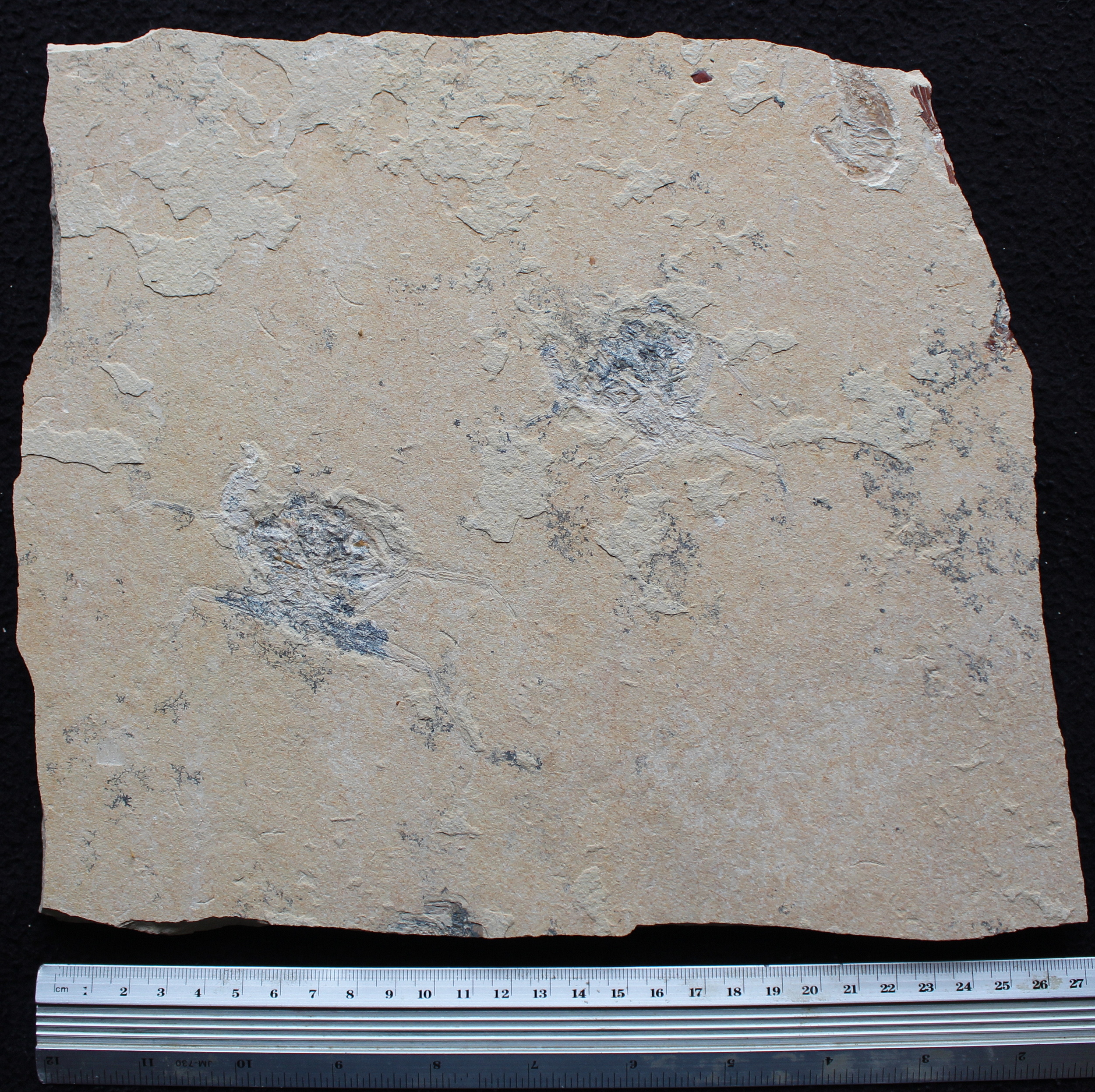 Corazzatocarcinus hadjoulae 30