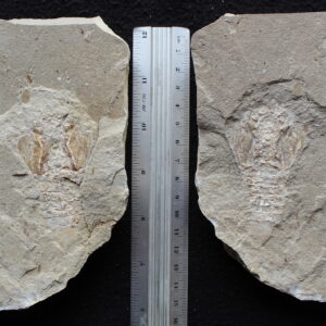 Palibacus praecursor 20