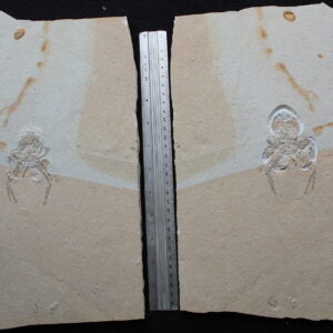 Corazzatocarcinus hadjoulae 06R