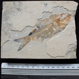 Armigatus 39