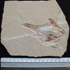 Coccodus 81