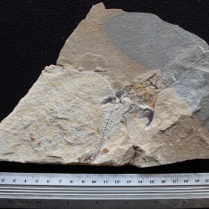Coccodus 83