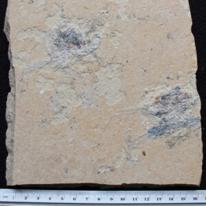 Corazzatocarcinus hadjoulae 31