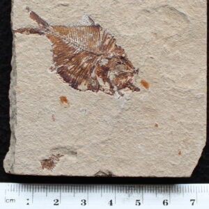 Diplomystus birdi 15