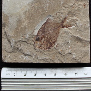 Diplomystus birdi 16