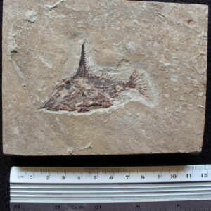 Joinvillichthys lindstroemi 01R