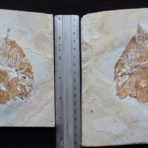 Paleobalistum goedelli 01R