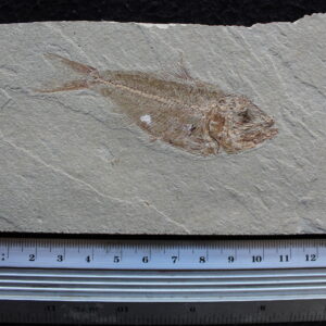Armigatus 40