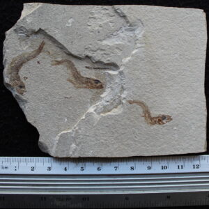 Ctenodentelops striarus 44