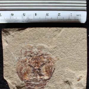 Palibacus praecursor 02R