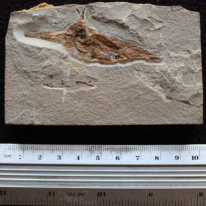 Rostropycnodus gayeti 01