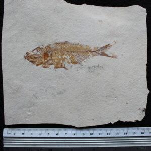 Armigatus 41