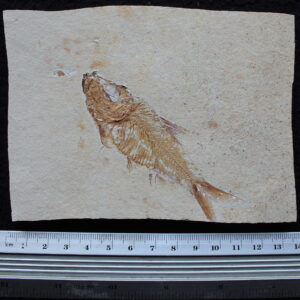 Armigatus 42