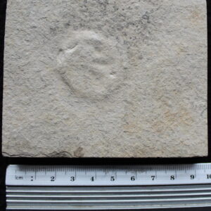 Echinoid 04